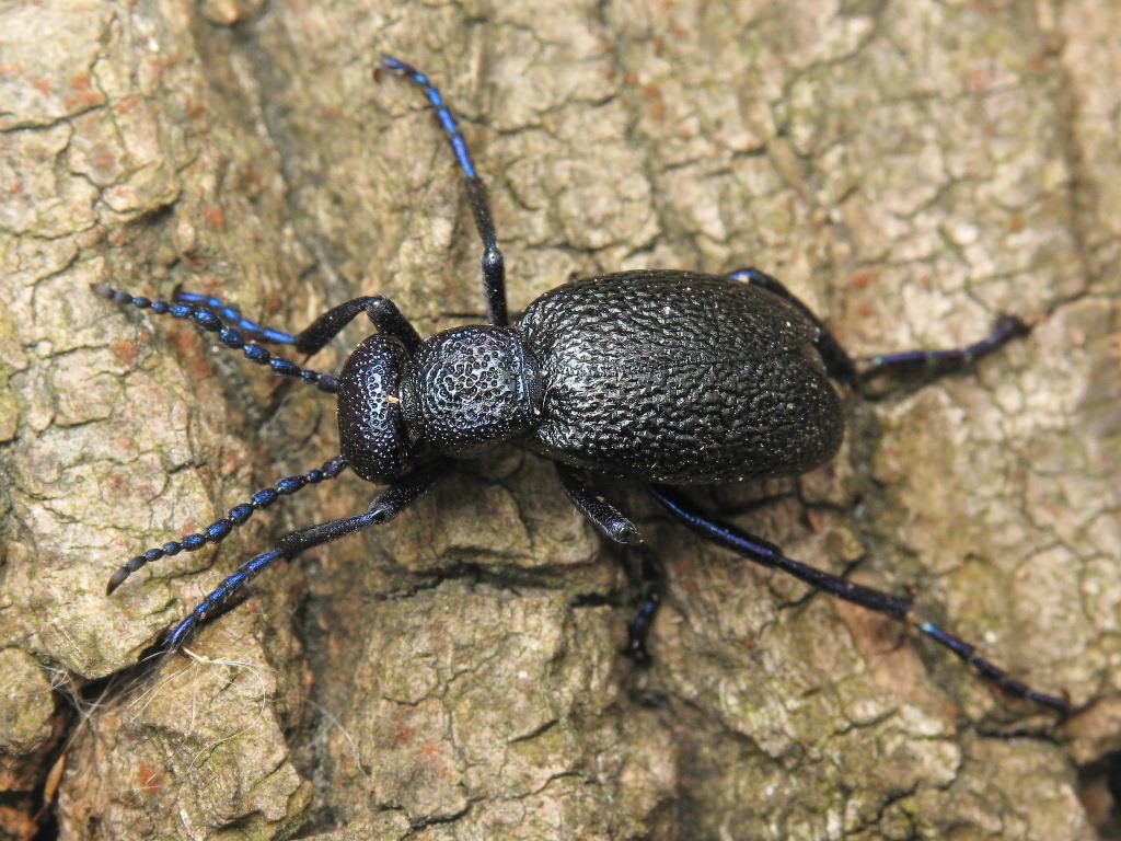 Meloe proscarabaeus Linnaeus, 1758